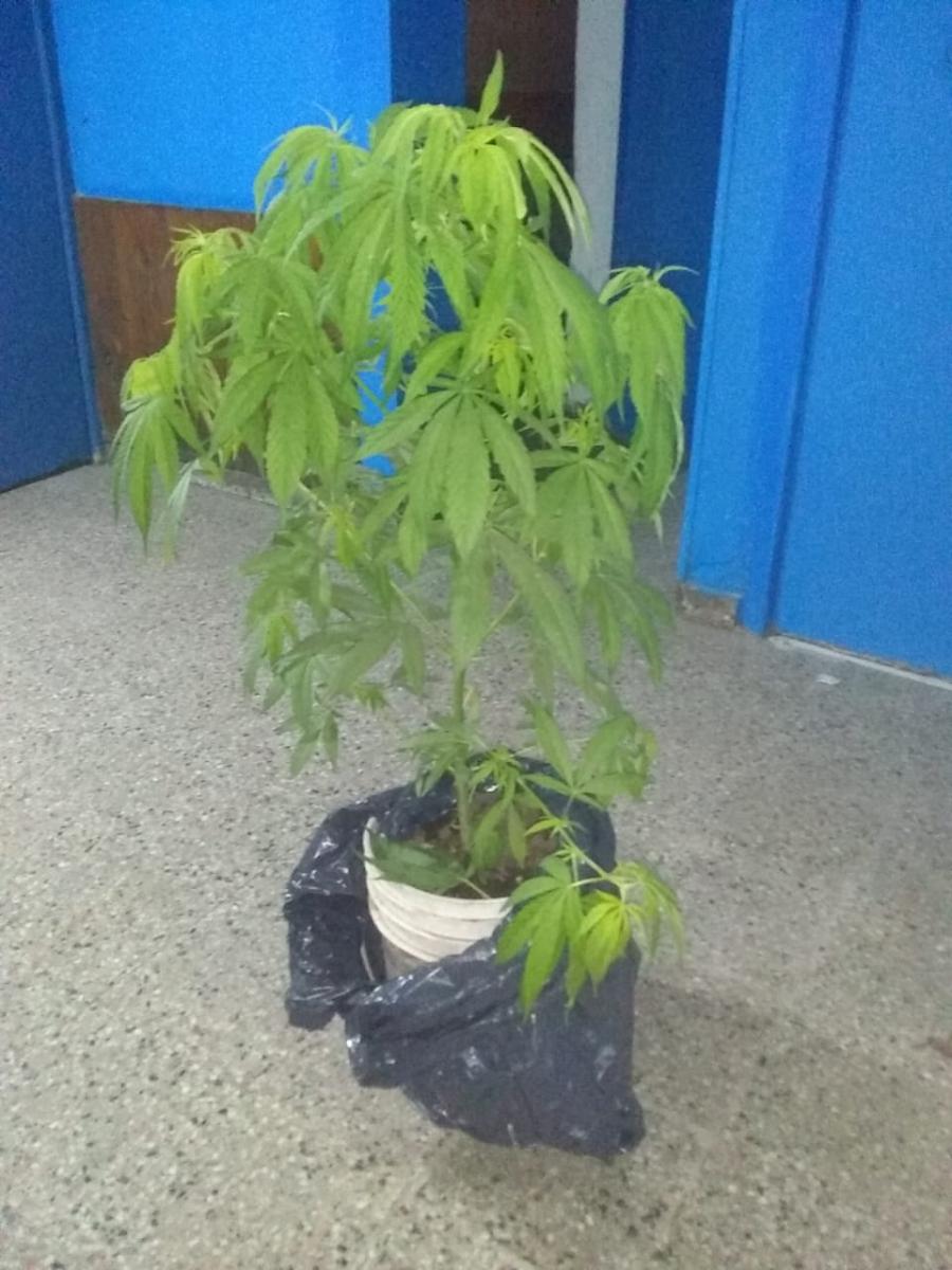 Encontraron una planta de marihuana y un arma de fuego en una camioneta