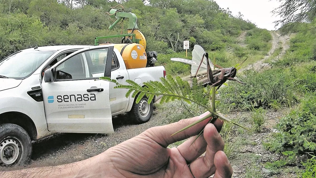 No se detectaron mangas de langostas en los monitoreos del Senasa