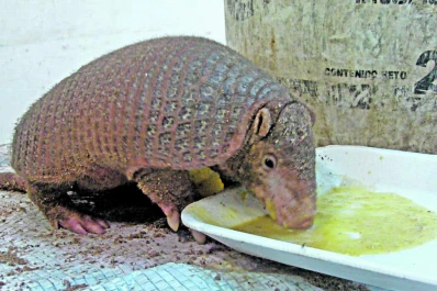 Cuidemos al armadillo como un amigo