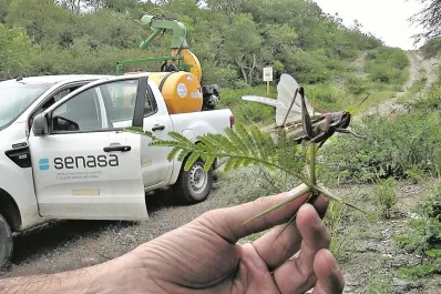 No se detectaron mangas de langostas en los monitoreos del Senasa