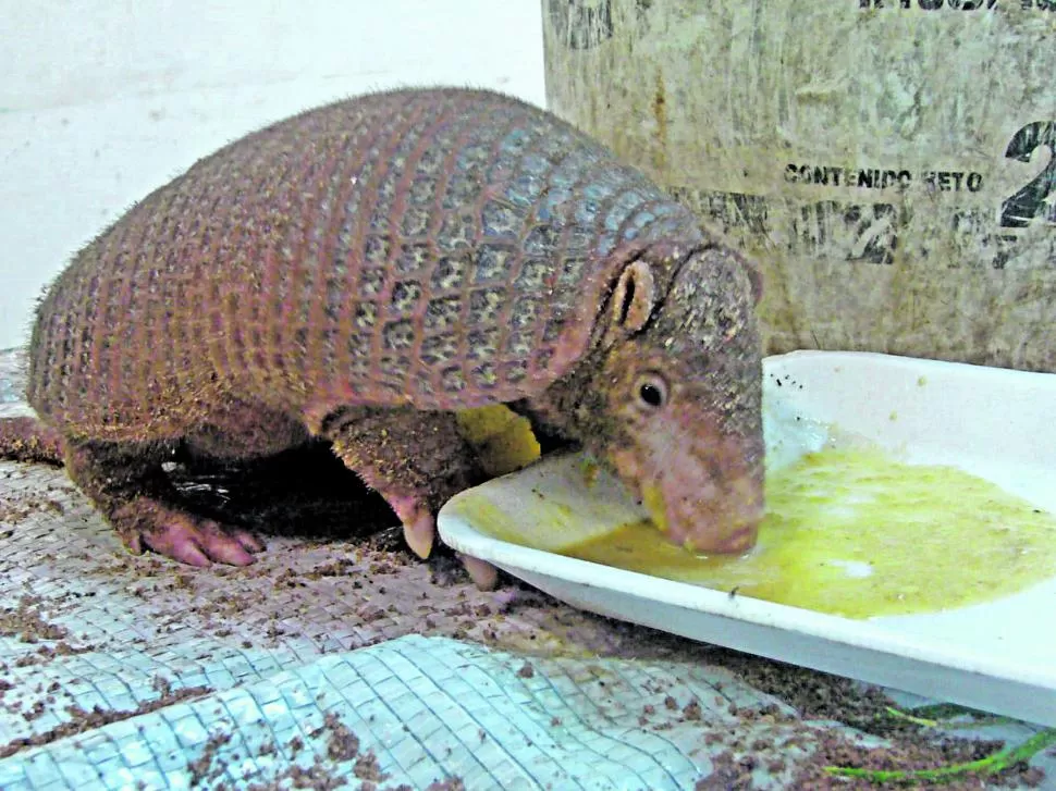 Cuidemos al armadillo como un amigo