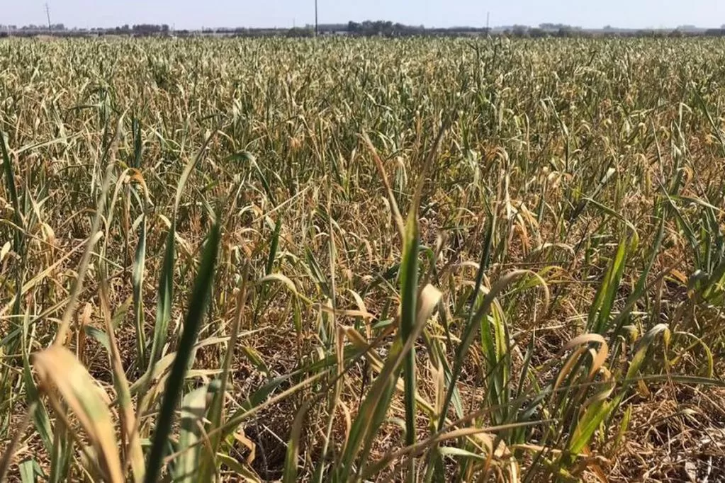 ALERTA. Quedan 10 días sin lluvias, y temen que se repita la historia de 2020.  