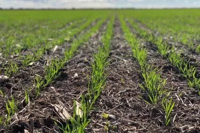 El frío y la falta de agua repercutieron negativamente en la campaña de trigo