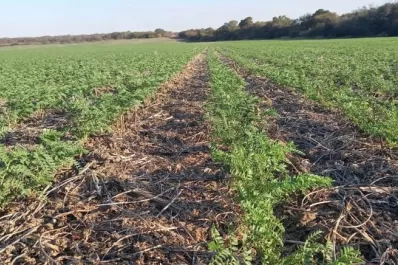 La falta de agua impactaría en el tamaño del garbanzo
