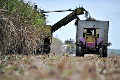 Por las heladas, se dejarán de fabricar 150.000 t de azúcar