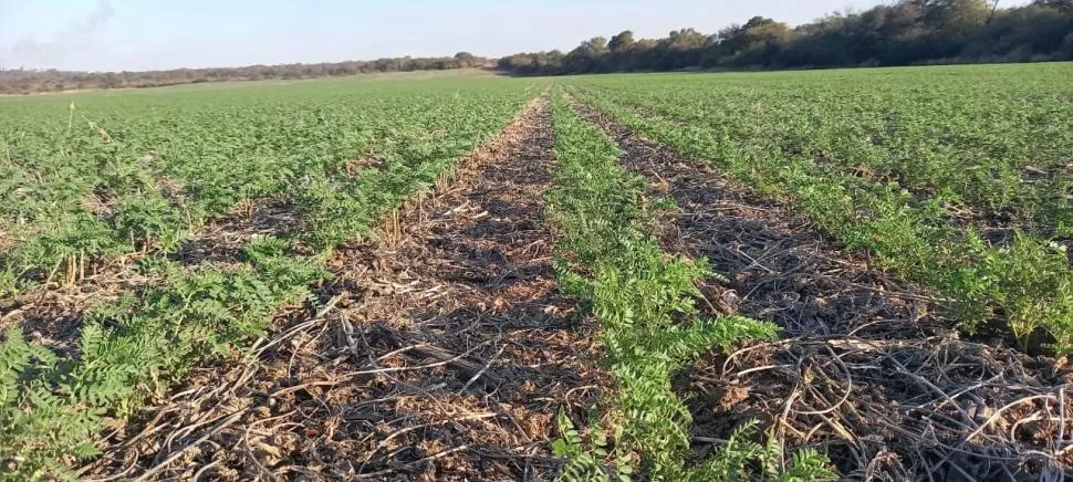 CIFRA. Estiman que en Tucumán se sembraron unas 10.000 ha de garbanzo.  