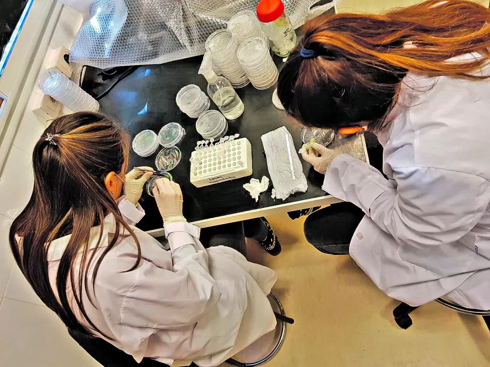 INVESTIGACIÓN. El Itanoa está desarrollando un bioproducto que actúa como vacuna vegetal contra enfermedades y plagas, protegiendo a cultivos como la caña de azúcar, cítricos, soja y trigo.  