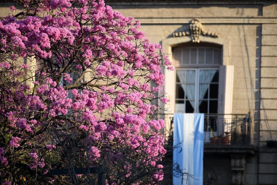 TRADICIÓN. La bandera argentina colgando de un balcón y un lapacho rosado decoran la plaza principal. la gaceta / fotos de diego aráoz 