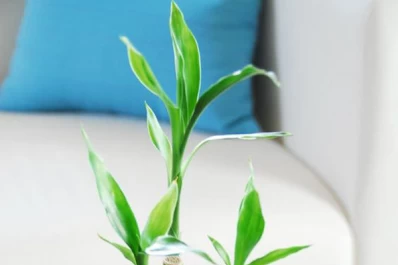 Sin tierra: tips para cuidar tus plantas de interior