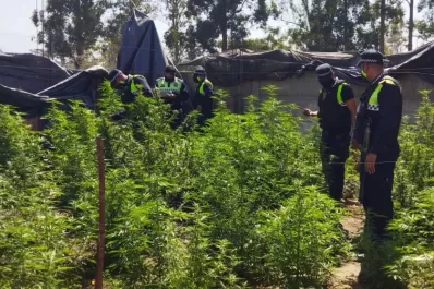 Una persecución finalizó en una casa donde había más 100 plantas de marihuana