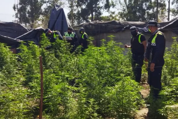 Una persecución finalizó en una casa donde había más 100 plantas de marihuana