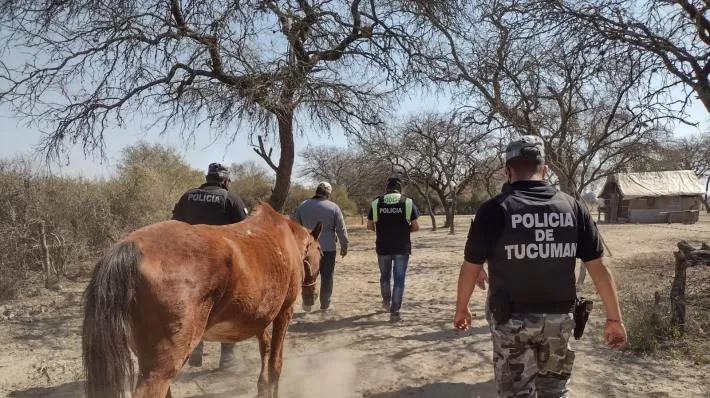 RESCATE. Los caballos que fueron encontrados por la Policía. Foto: Comunicación Pública