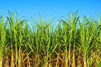 Después de 200 años, ¿hacia dónde irá la industria azucarera?