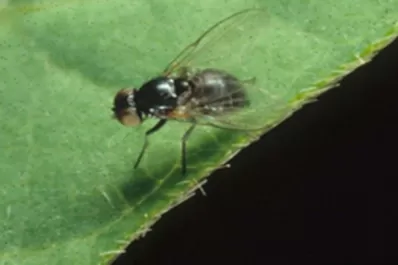 Alertan sobre la dispersión de la mosca de la soja en la región