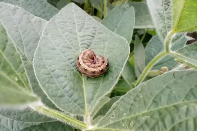 Disertan sobre las nuevas amenazas a los granos