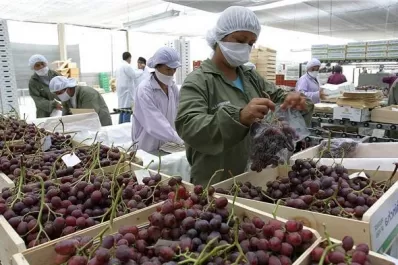 El hemisferio sur, proveedor de uvas del mundo