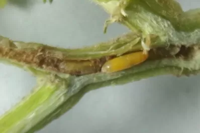 El área de la Eeaoc que estudia el comportamiento de plagas