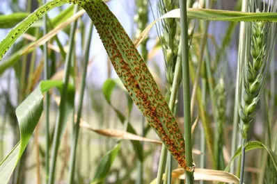 Trigo: todo dado para que se dé un récord