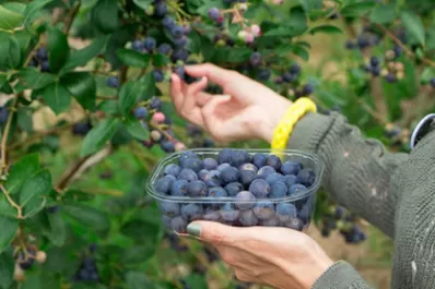 Una oportunidad para el arándano argentino