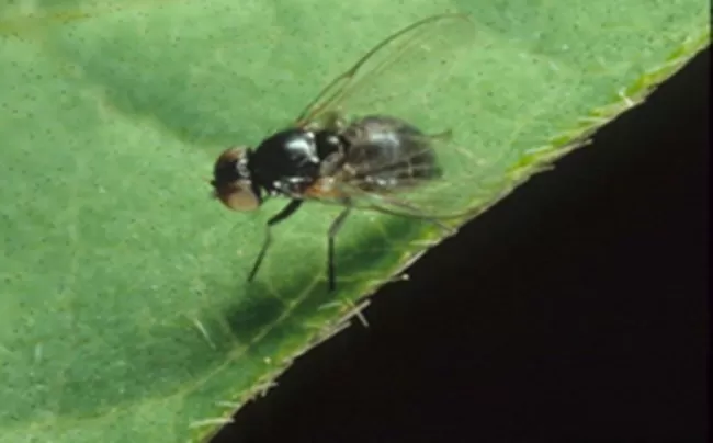 HOSPEDEROS. En el NOA se detectó “mosca de la soja” en poroto, en soja, en garbanzo, en vicia sativa y en lenteja. 