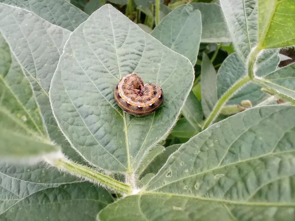 DATO. El complejo de orugas Spodoptera está representado por especies altamente polífagas, cuyas larvas se mueven en gran número en pos de alimento.  