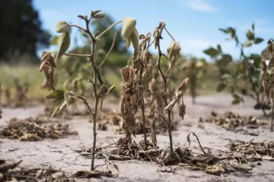 Por la sequía, ingresarían menos dólares por exportaciones del agro