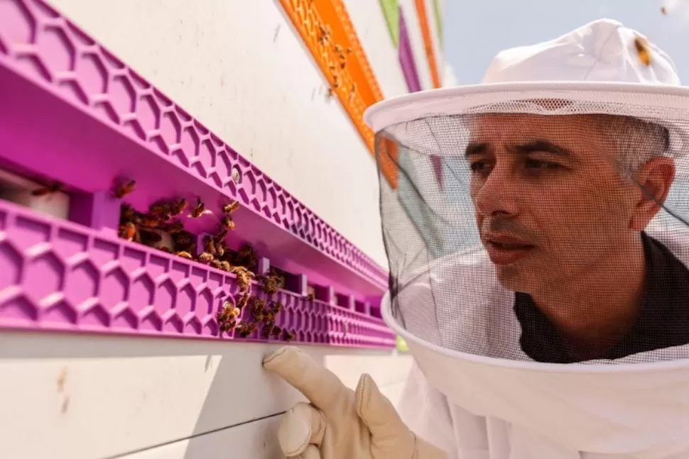EN PELIGRO. La población de abejas disminuyó en todo el mundo. 
