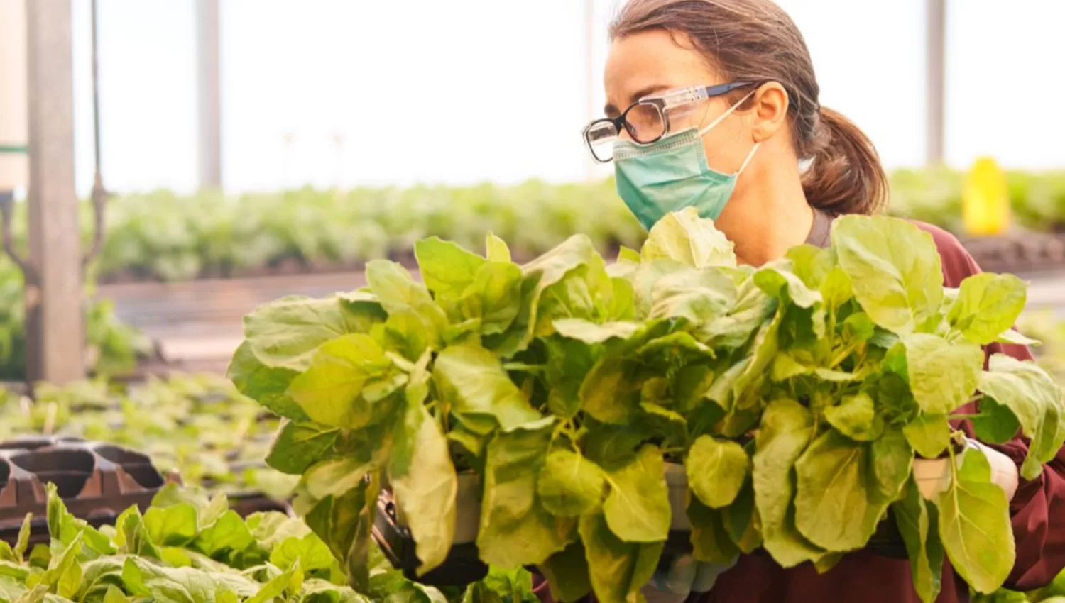 NATURAL. La empresa Medicago cultiva sus plantas en invernaderos para su posterior investigación. 