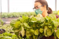 Avanzan los ensayos de la vacuna vegetal contra el coronavirus en Tucumán