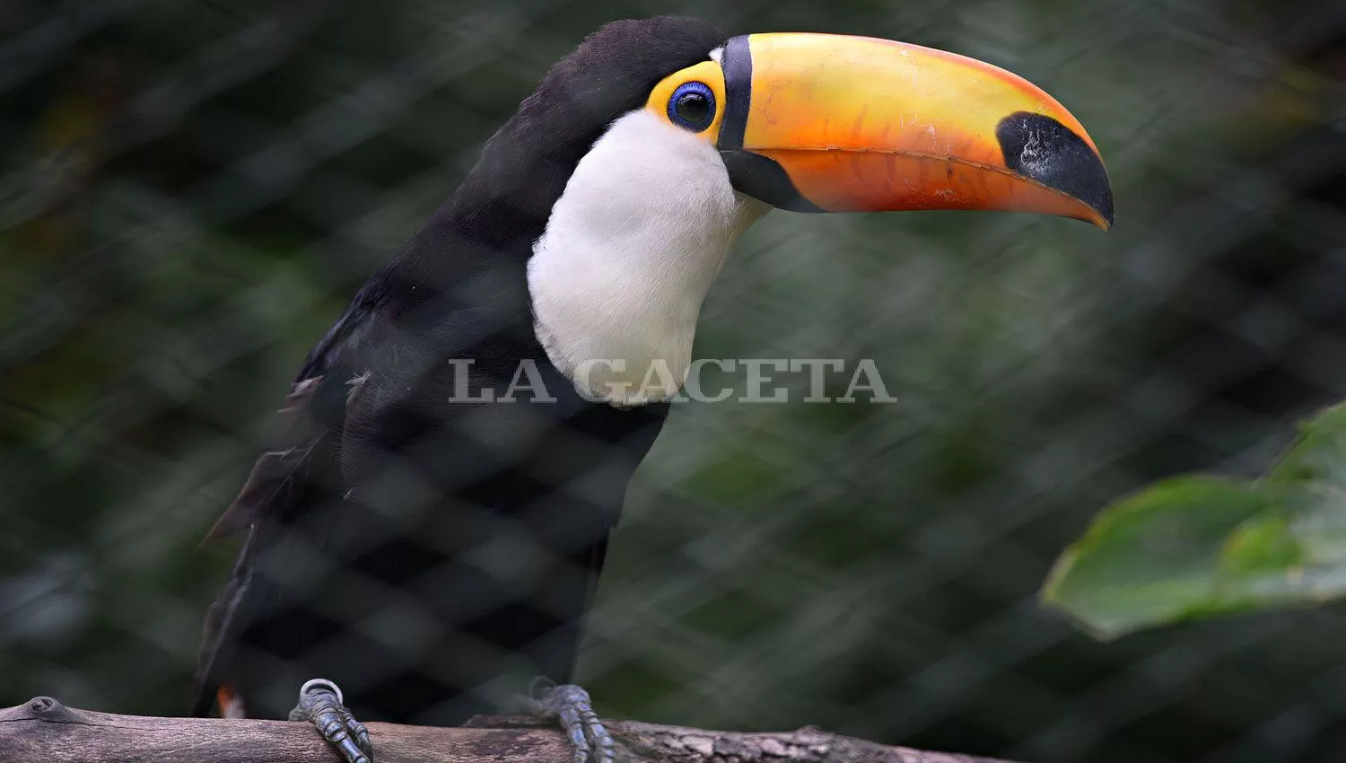 ECOSISTEMAS ALTERADOS. La mitad de los animales que un día poblaron la Tierra ha desaparecido. Tucumán ha sido hábitat de una de las aves más carismáticas de América; hoy, al borde de la extinción. Pero en los últimos años, se ha dejado ver otra vez. LA GACETA 