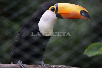 Carpinchos de Nordelta: ¿con qué animales conviven los tucumanos al pie del cerro?