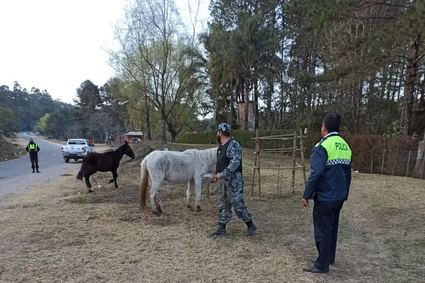 CABALLOS SUELTOS. El operativo permitió el secuestro de seis animales, en total. Foto: Gentileza Policía de Tucumán