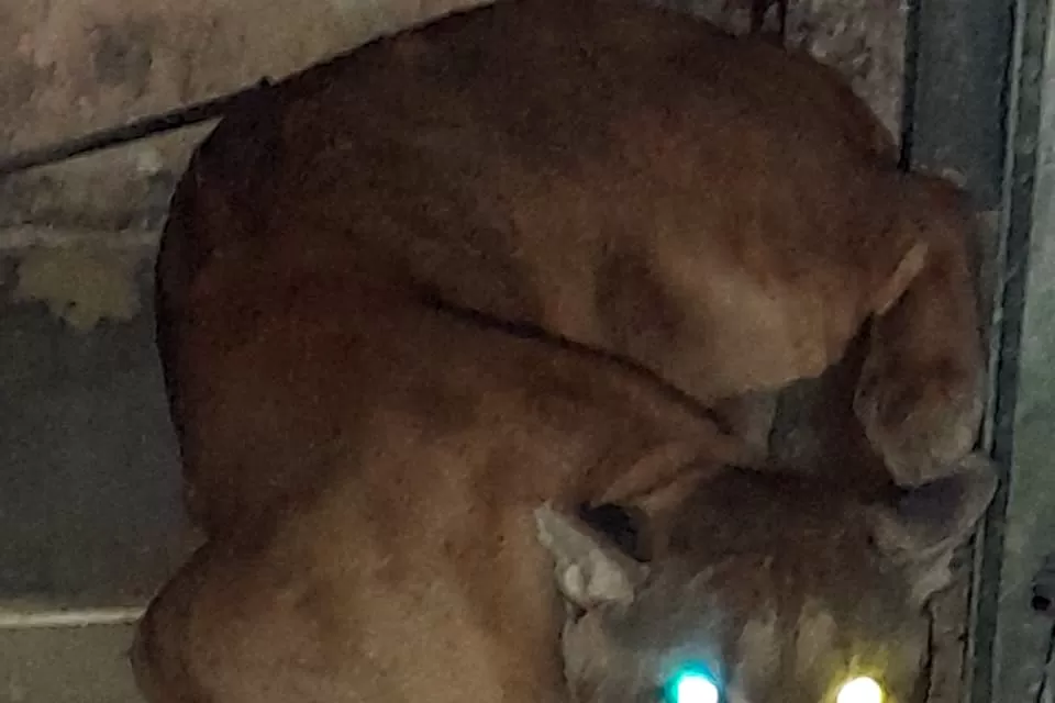 Puma rescatado durante un allanamiento. Foto Policía de Tucumán