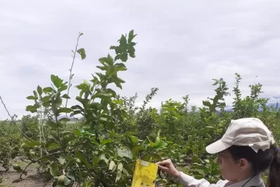 Muestran la importancia del manejo químico de una plaga