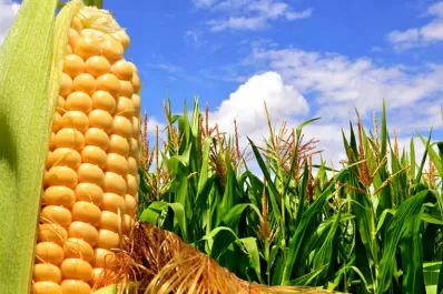 La rotación resulta clave para proteger el suelo