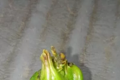 La Eeaoc difundió experiencias sobre el monitoreo y el manejo de plagas del citrus