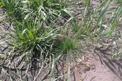 Dan cuenta de más de 82.000 ha de trigo o de cebada con inconvenientes