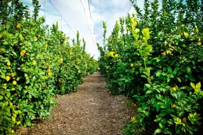 Aconsejan al productor cítrico que inicie el control de HLB