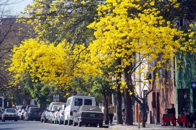 Con la plantación de nuevos ejemplares se conmemorará en la ciudad el Día del Árbol
