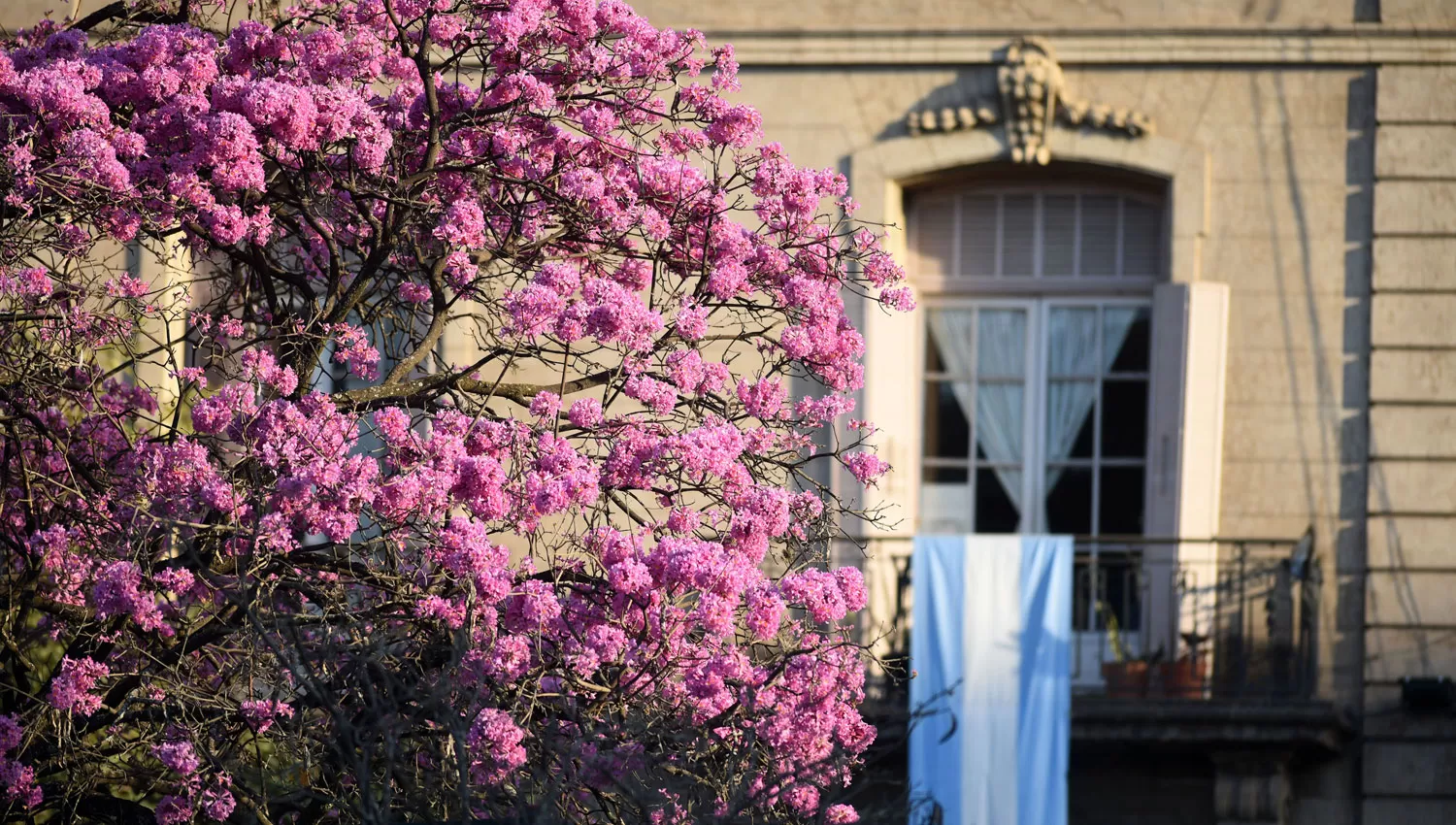EN FLOR. La inminente llegada de la primavera se puede sentir en los lapachos de toda la ciudad.