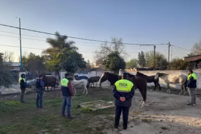 Simoca: recuperan 10 caballos valuados en $ 1 millón