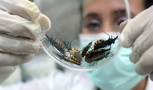 EL VECTOR TRANSMISOR. Erradicar a las vinchucas es lo principal en la lucha contra la enfermedad endémica. 