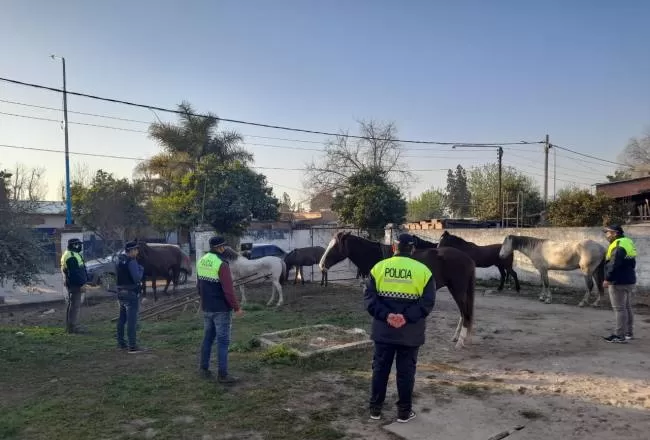 Simoca: recuperan 10 caballos valuados en $ 1 millón