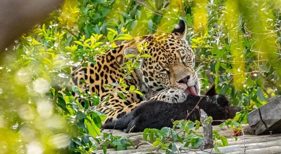 Yaguareté