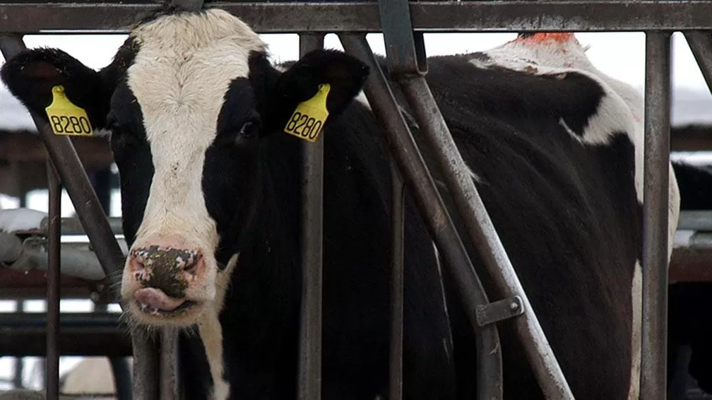 Brasil confirmó dos casos de vaca loca y suspendió las exportaciones de carne a China