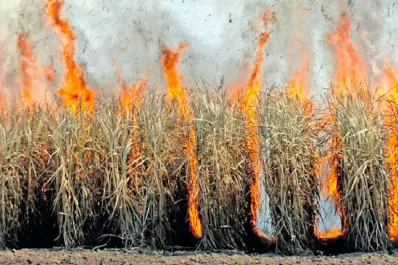 Hasta ahora se quemaron 31.000 hectáreas de caña
