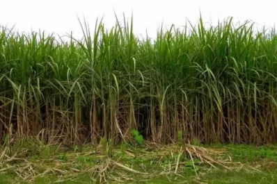 Muestran la aplicación de SIG a la agricultura