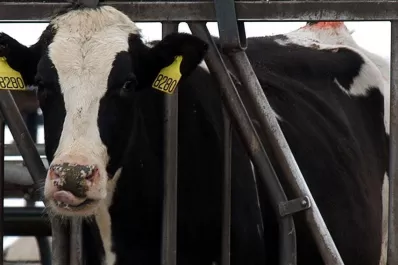 Brasil confirmó dos casos de vaca loca y suspendió las exportaciones de carne a China