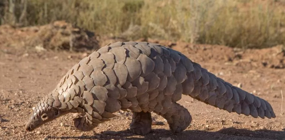  EN LA MIRA. El pangolín, el mamífero más traficado del mundo, es considerado el probable transmisor del patógeno que causa el covid-19. FOTO TOMADA DE VANGUARDIA.ES/Getty