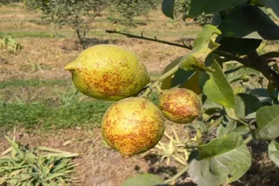 Cayó la incidencia y la severidad de la melanosis en el limón